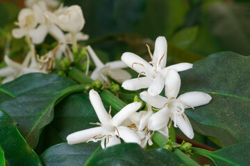 Kaffeestrauch (Coffea arabica), Blatt und  Blüten