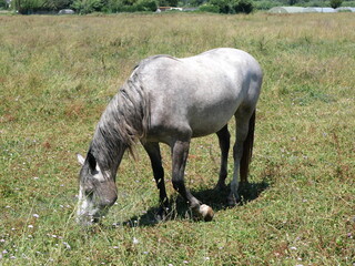 Obraz premium Cheval à La Roque-d'Anthéron 
