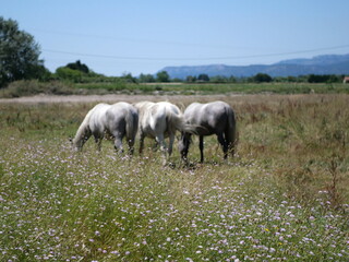 Cheval à La Roque-d'Anthéron 