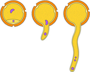 Germination of pollen grain