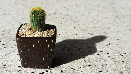 Fresh green Flat-stem cactus in a beautiful ceramic pot with white scree around the stem on a white background and a copy space.Cactus was placed in the sun until a shadow occurs.