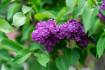 Lilac flower bloom. Spring. Background for spring card.