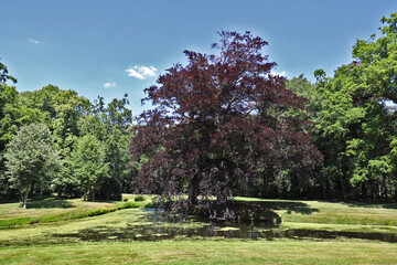 View over city park with a big red beech. Photo was taken on a sunny June day.