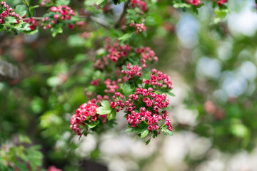 Flowering medicinal plant of hawthorn. Summer.Flowering tree.