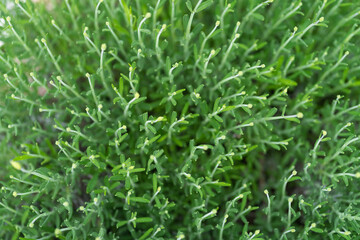 Green background from a leaf. Pattern. Background for an inscription.
