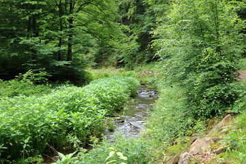 Obraz premium Mountain river flowing through the green forest