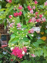 red and yellow flowers