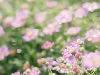 little pink flower in close up with raindrop in green background for space