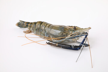Raw prawn isolated in white baackground