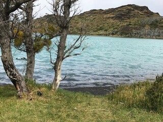 Fototapeta na wymiar tree on lake shore