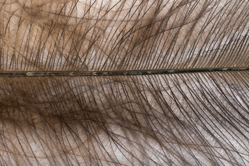 Beautiful Bright Feather Close up Detail Texture. Abstract Pattern Background