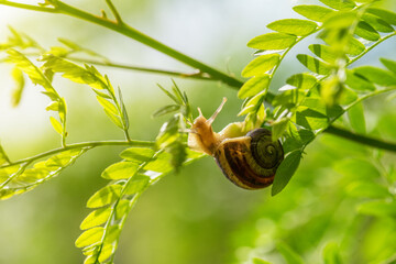 Close up photography of snail in nature.