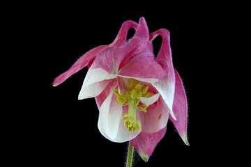 Columbine (Aquilegia x hybrida). Flower Closeup