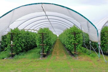 Growing raspberries in greenhouse plantation