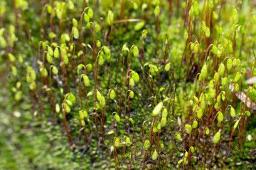 Macro of bryum moss (Pohlia nutans) with green spore capsules are growing on ground. Close up photo of bryophyte