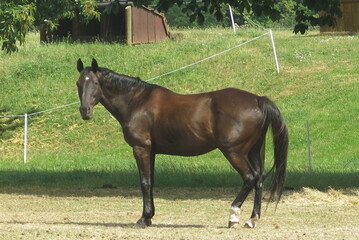 tres beau cheval noir ou marron foncé de la race Pur sang Anglais regardant l'objectif dans un...