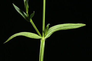Lesser Stitchwort (Stellaria graminea). Stem and Leaves Closeup