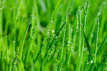 Fototapeta na wymiar Bright green grass background with long straight leaves in water drops. Empty botanical layout for text