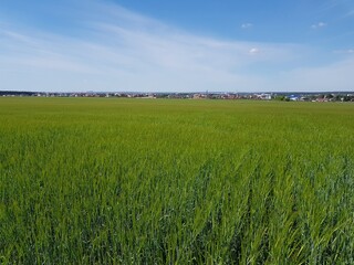 Obraz premium Green ears of wheat in the field