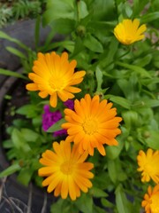 Yellow marigold flowers in the garden