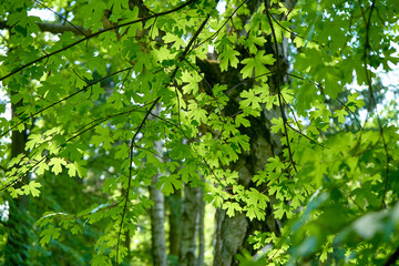 green leaves in the forest