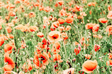 Red poppies wildflowers in the field in morning. Floral background