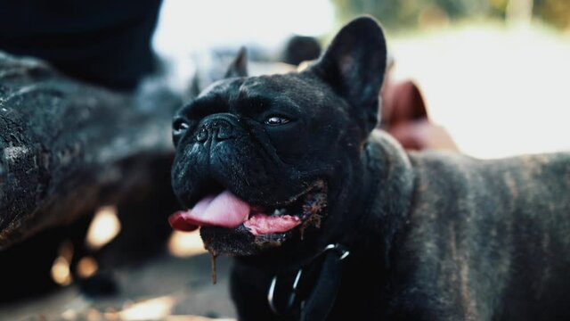 Black french bulldog close up shot outdoors, tongue out and drooling. Handheld shot of domestic animal standing alone in a park on blurred background, 