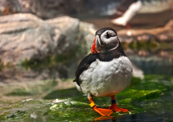 This one puffin bird is standing with a slight side view in a rocky habitat standing in a small amount of water.  