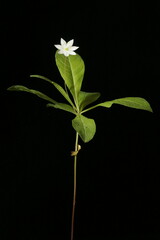 Chickweed Wintergreen (Trientalis europaea). Habit
