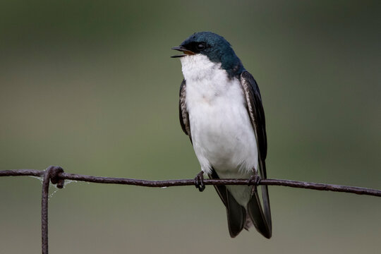 tree swallow singing on a wire
