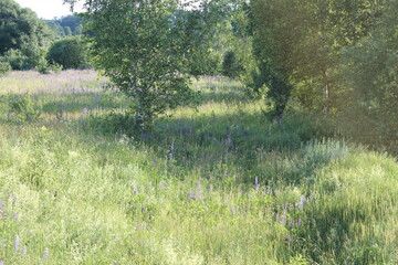Obraz premium Meadow with grass and flowers
