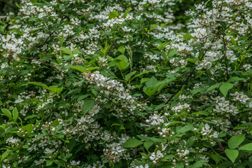 Fototapeta premium Blackberry bush flowering
