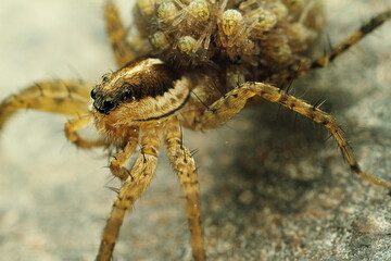 Spider with beautiful eyes close-up. Insect Macro shot.