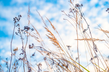 Autumn field. Dry grass and blue sky. Selective focus.