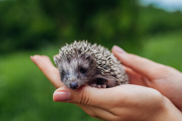 Hedgehog lying in hands. Woman holding small hedgehog baby in park outdoors. Walking with pet