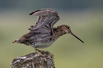 wilson's snipe flapping wings