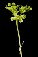 Sun Spurge (Euphorbia helioscopia). Habit