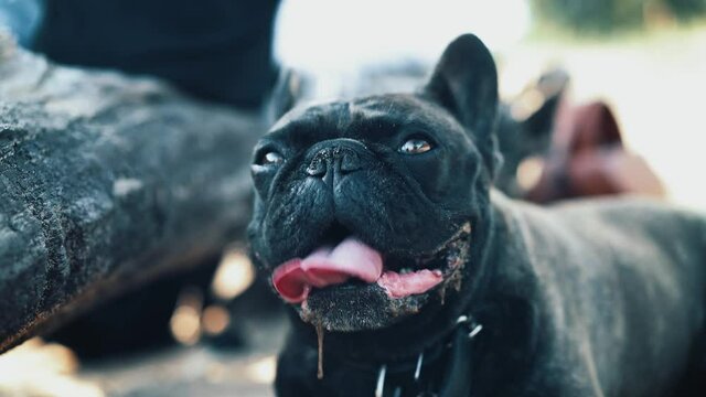Black french bulldog close up shot outdoors, tongue out and drooling breathing heavily. Handheld shot of domestic animal standing alone in a park on blurred background, 