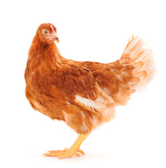 Brown hen isolated.