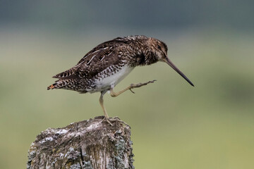 wilson's snipe scratching on a post