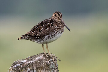 wilson's snipe on a post