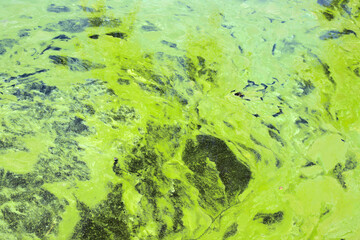 Global pollution of the environment and water. Dirty green water, flowering, reproduction of phytoplankton, algae in the lake, river, poor ecology