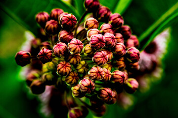 Obraz premium red and yellow flowers
