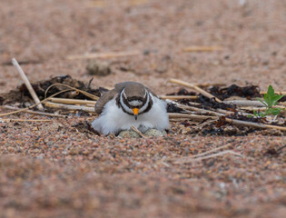 Sandpiper tie, its nest and masonry.