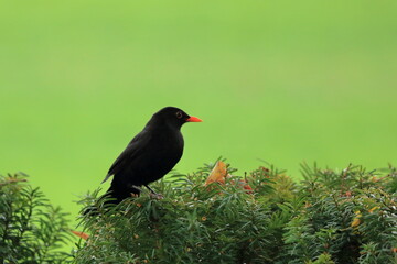 male blackbird in the garden