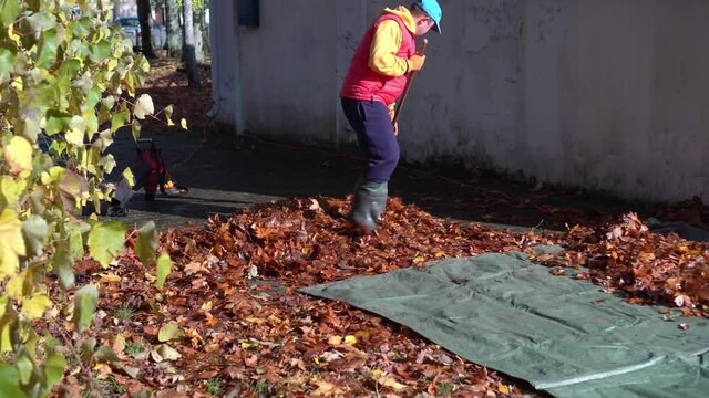 Housekeeper man raking autumn leaves on canvas. Yard guard care environment