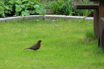 male blackbird in the garden