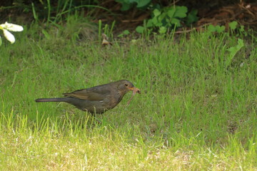 female blackbird in the garden
