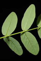 Wild Liquorice (Astragalus glycyphyllos). Leaf Closeup