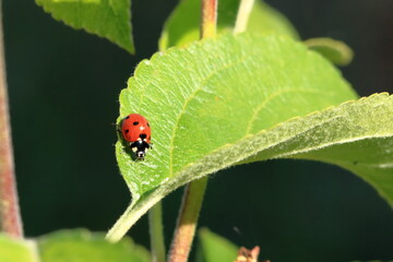 Ladybird in garden, close up